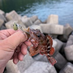 陸っぱり釣行記