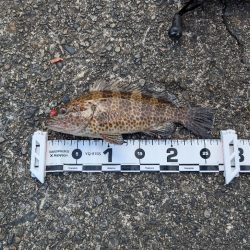 陸っぱり釣行記