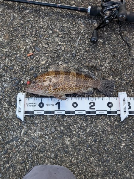 陸っぱり釣行記