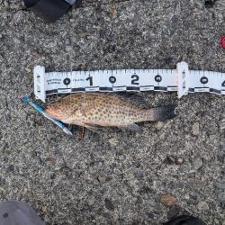 陸っぱり釣行記