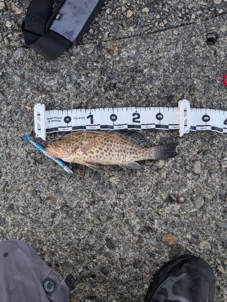 陸っぱり釣行記