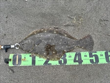 ヒラメ、マゴチ、シーバス釣れました!