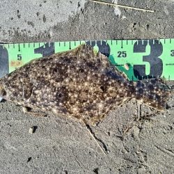 ヒラフッコとソゲとマゴチ釣れました。