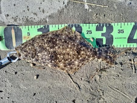 ヒラフッコとソゲとマゴチ釣れました。