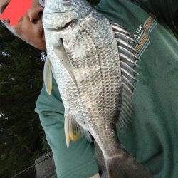 キビレ釣れました。