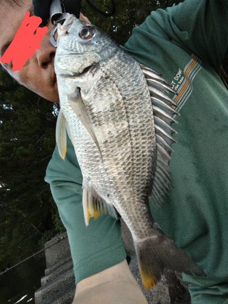 キビレ釣れました。