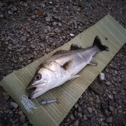 朝イチボイル撃ち