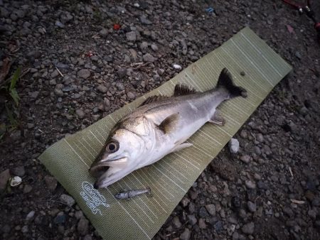 朝イチボイル撃ち