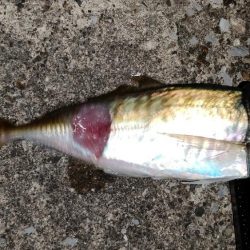 リベンジアジング