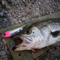 イナッコボイルシーバス