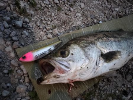 イナッコボイルシーバス