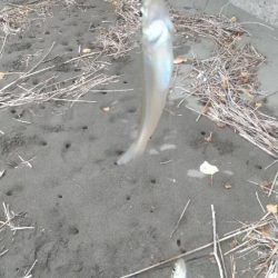 雷雨の前のキス釣り