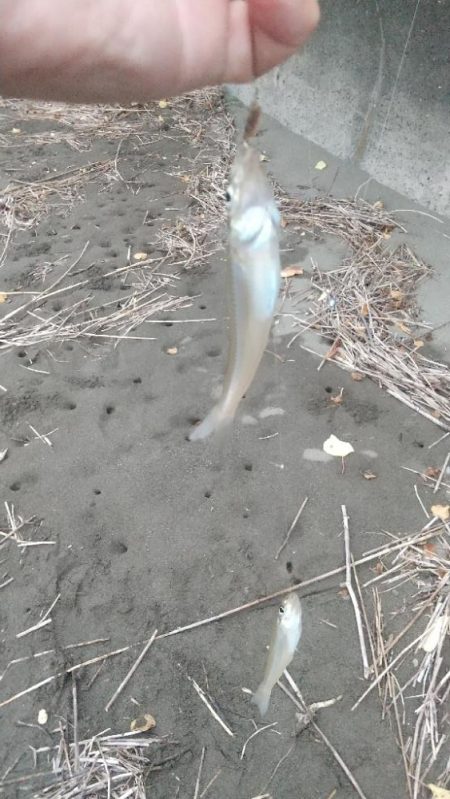雷雨の前のキス釣り