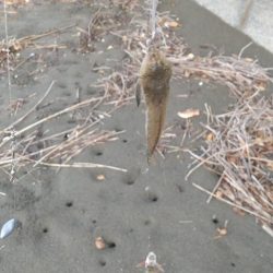 チャリコ湧いてる