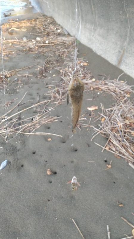 チャリコ湧いてる