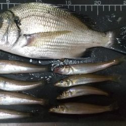 ミニチュアキス