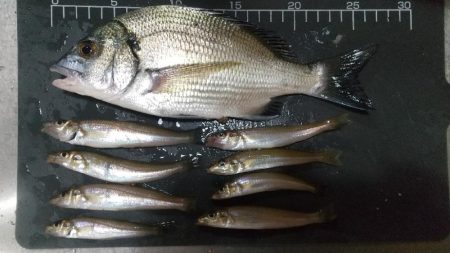 ミニチュアキス