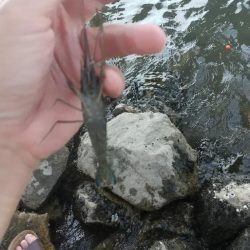 エビも終盤戦？