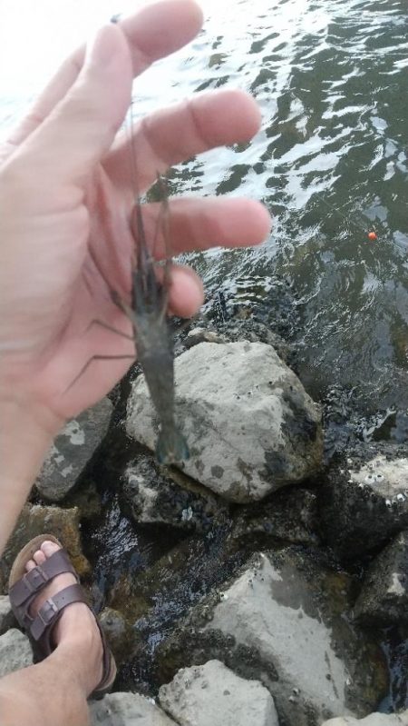 エビも終盤戦？