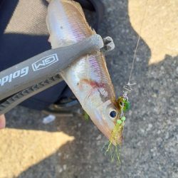 ライトゲームでキス釣り👍