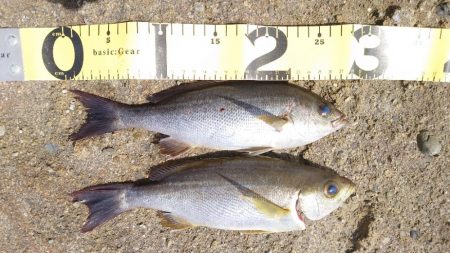 久しぶりの投稿