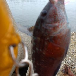 ベラ、チビハタ