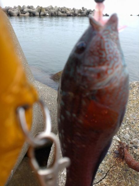 ベラ、チビハタ