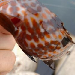 キジハタしか釣れない