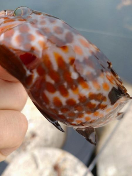 キジハタしか釣れない