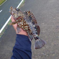 仕事帰りのロックフィッシュ