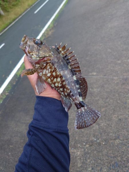 仕事帰りのロックフィッシュ