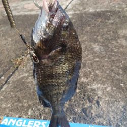 おかっぱり波止から紀州釣り🥵