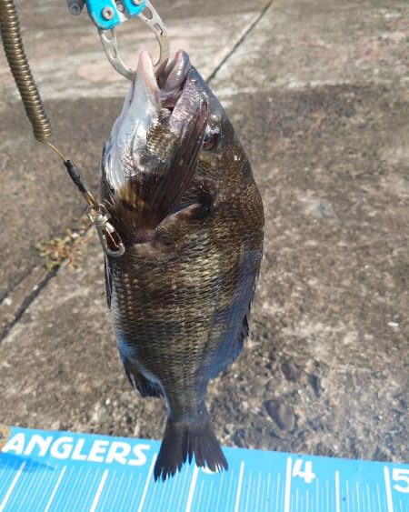 おかっぱり波止から紀州釣り🥵