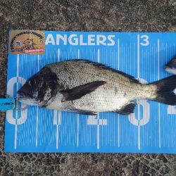 おかっぱり波止から紀州釣り🥵