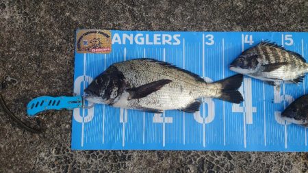 おかっぱり波止から紀州釣り🥵