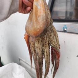 今年初の船タコ