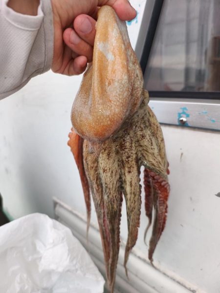 今年初の船タコ