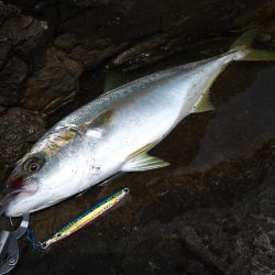 荒れ後の越前海岸