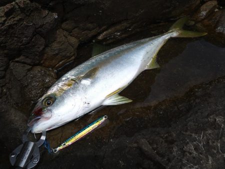 荒れ後の越前海岸