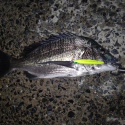 久々のシーバス