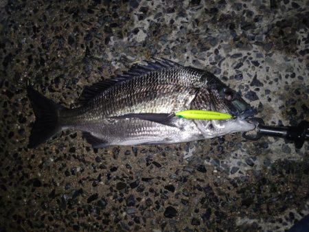 久々のシーバス