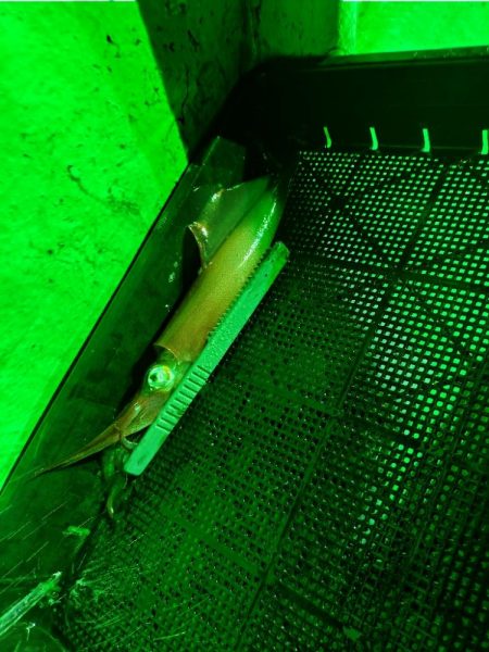 イカメタル（2回目）！！