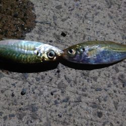 久しぶりのアジ釣れました?