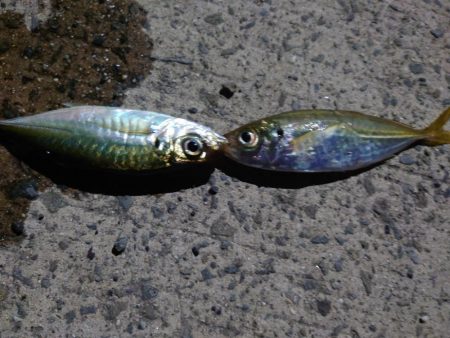 久しぶりのアジ釣れました?