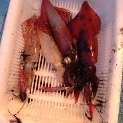 大雨明けの小雨