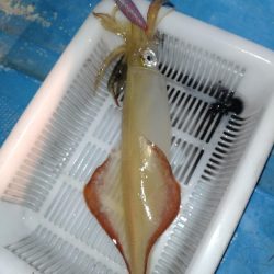 ヤクルトばかり