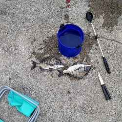 二キロアップのエイリアン