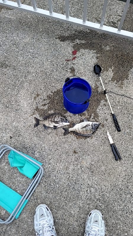 二キロアップのエイリアン