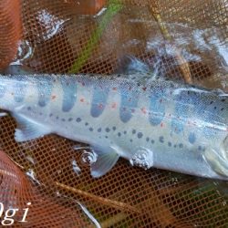 良型が減ってきた。