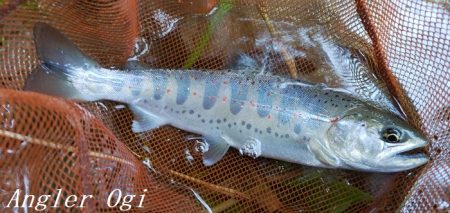 良型が減ってきた。